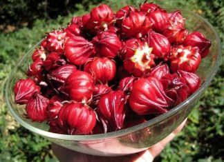 Trà atiso đỏ